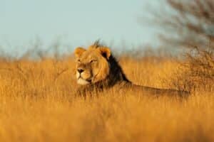 טיול ספארי כשר