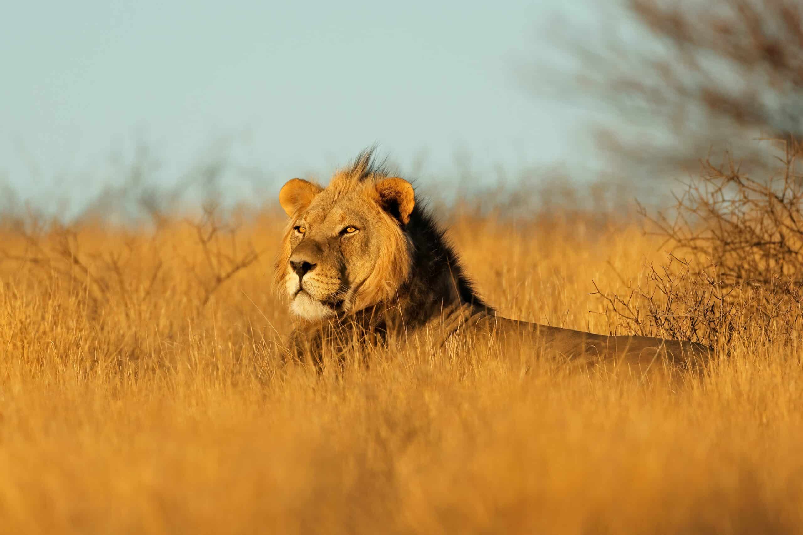 טיול ספארי כשר