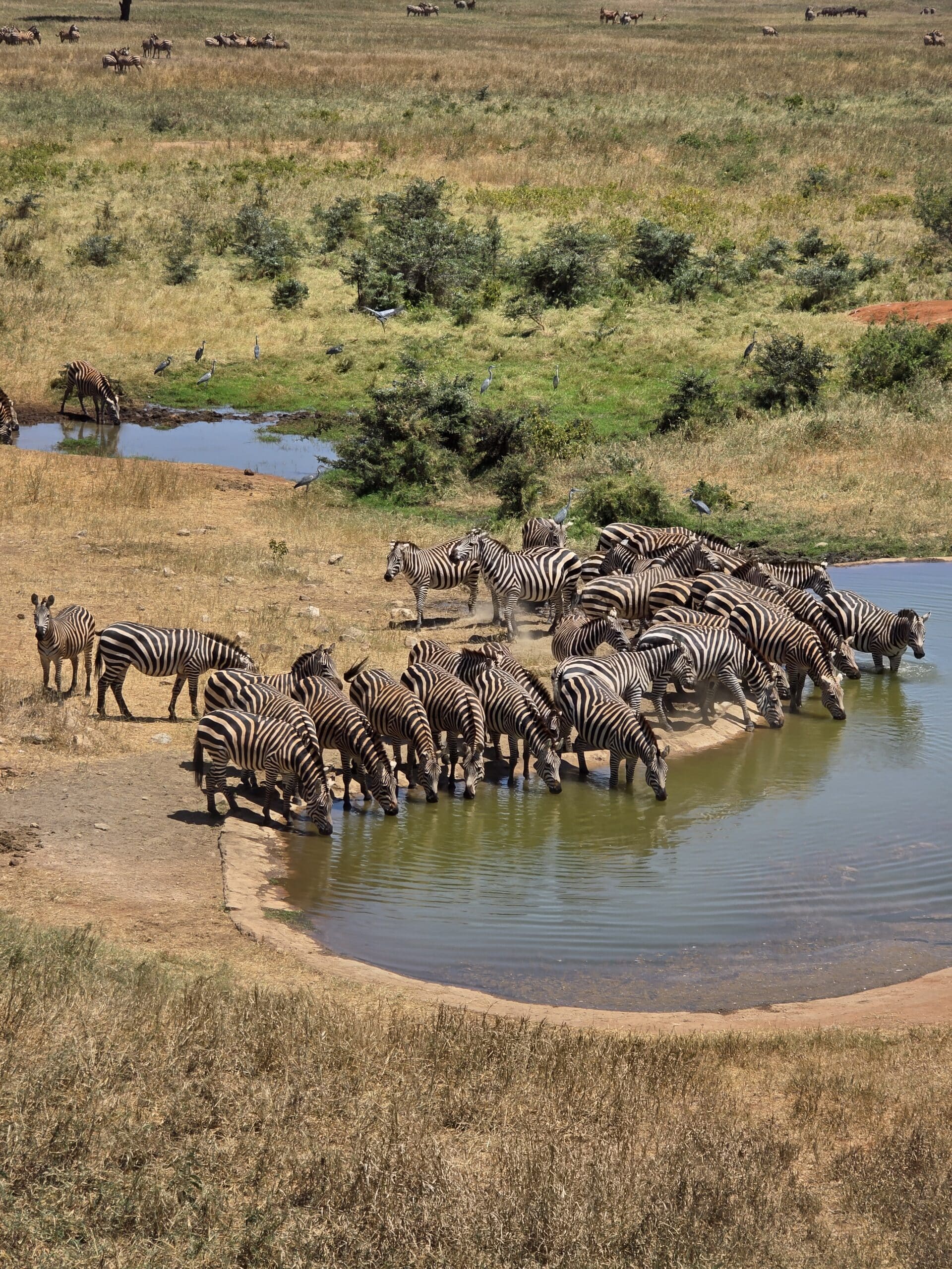 Kosher safari trip