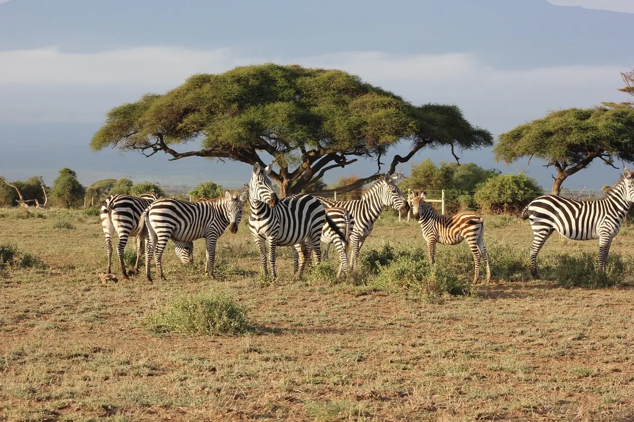 Zebras in a nature reserve in Kenya