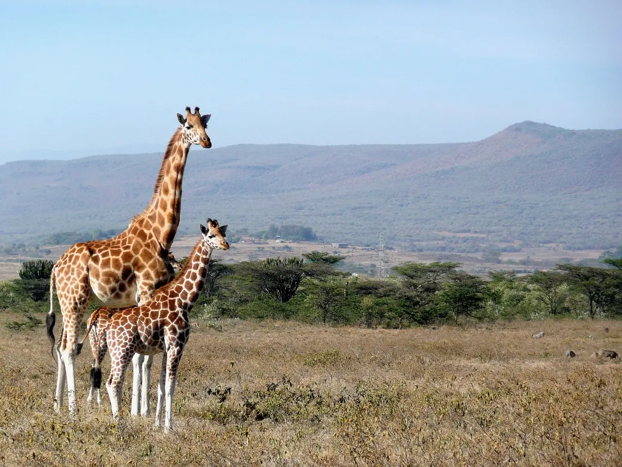 A kosher trip to Kenya