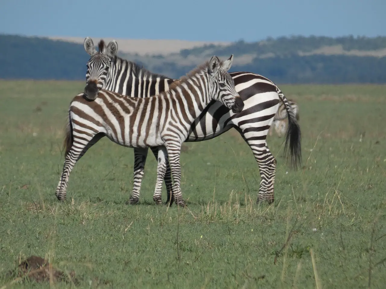 A kosher trip to Kenya