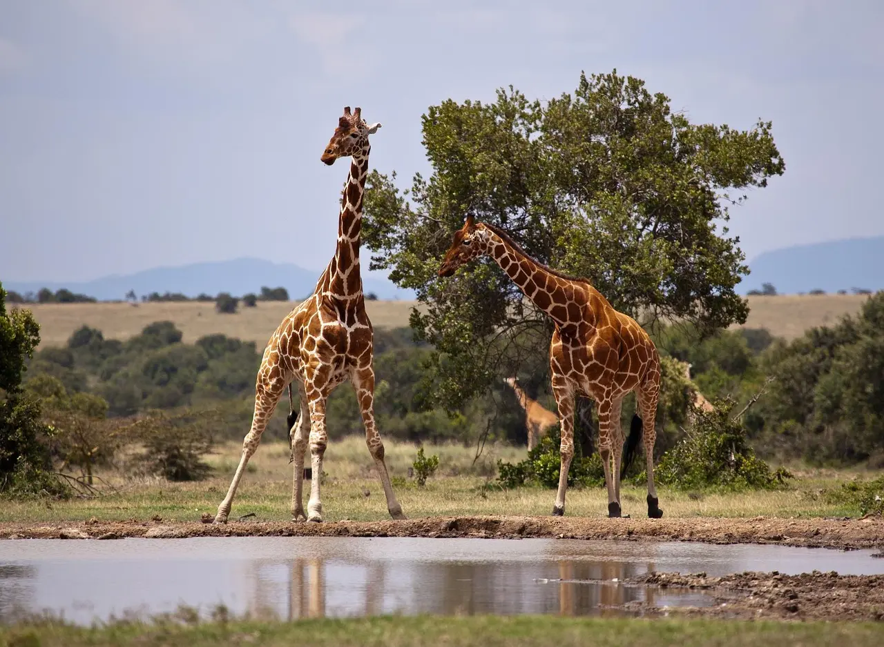 Kosher Pesach vacation on a safari in Africa